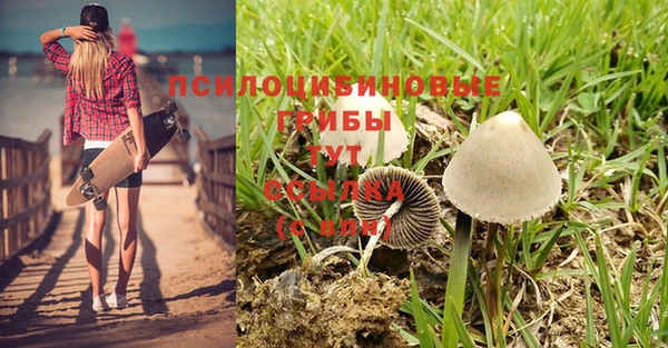 стаф Бородино